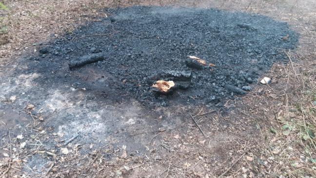 Flächenbrand in Wäldchen gelöscht