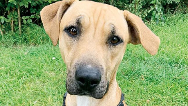 Bella braucht Gesellschaft