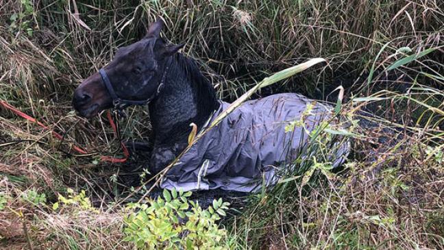 Feuerwehr rettet Pferd aus Morast