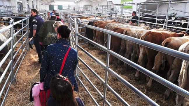 Galli-Viehmarkt fällt ersatzlos aus