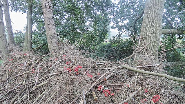 Vogelbeeren für die Vielfalt