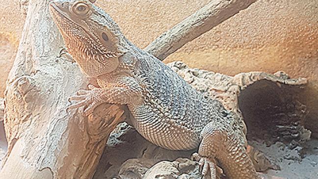 »Baba« ist kein  Kuschelmonster