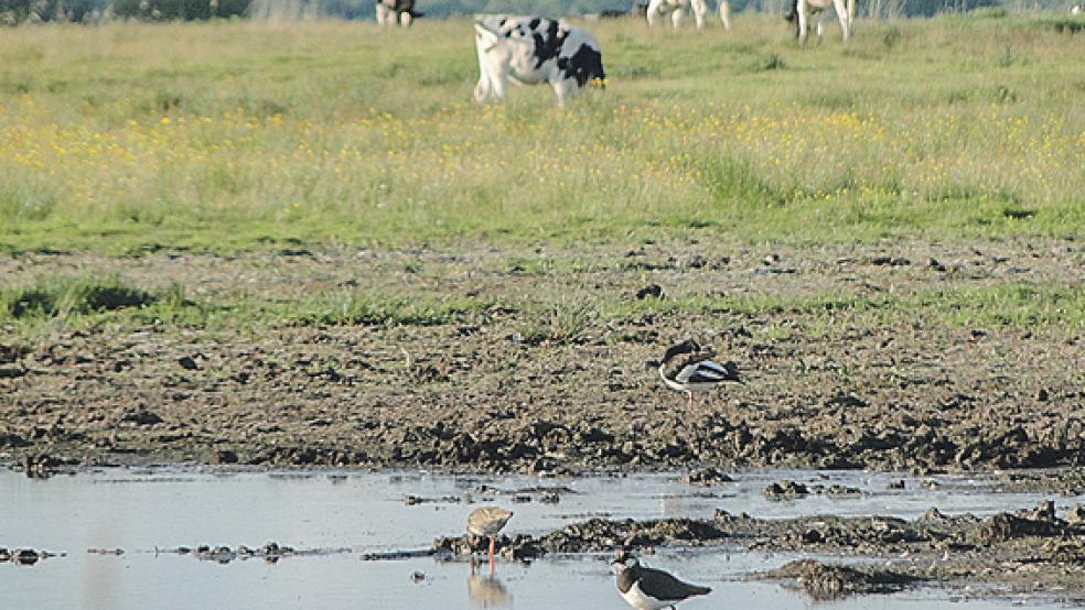 Hand in Hand: Wiesenvogelschutz in Ostfriesland und Beweidung können sich während der Brutzeit ideal ergänzen. Extensive Beweidung sorgt für ein artenreiches Feuchtgrünland und verbessert damit die Lebensbedingungen von Jungvögeln. © Foto: Michael Steven/NABU