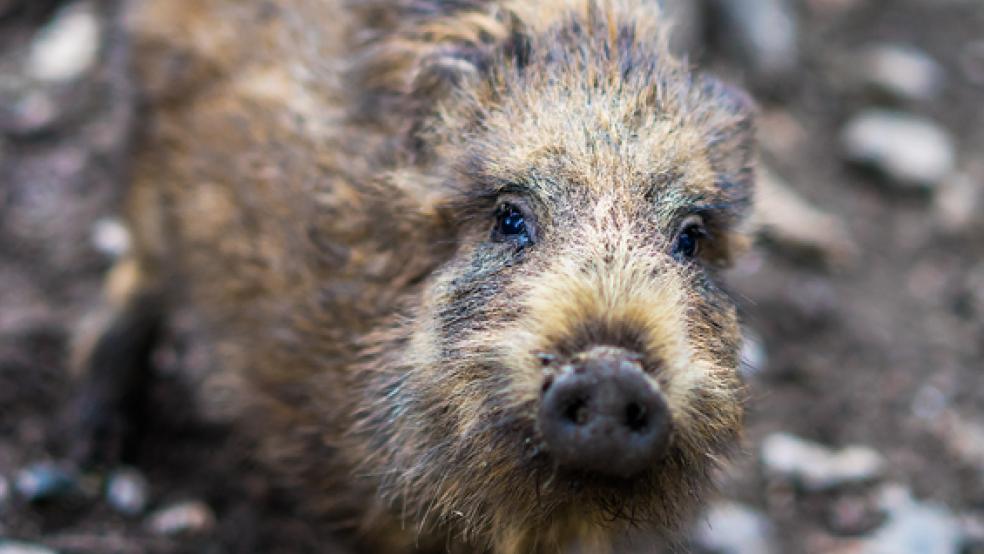 Bislang sind im Landkreis noch keine Fälle der Afrikanischen Schweinepest aufgetreten. © Foto: pixabay