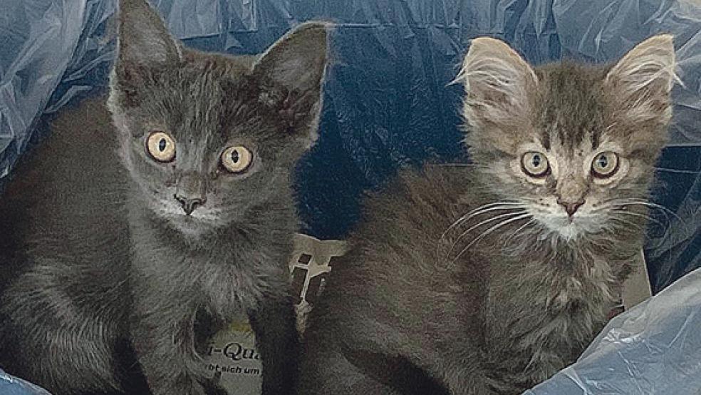 »Mini« und »Mausi« suchen ein neues Zuhause, der Tierschutz Rheiderland möchte die beiden jungen Katzen gerne in liebe Hände vermitteln. © Foto: Tierschutz