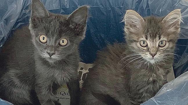 Junge Katzen suchen Zuhause