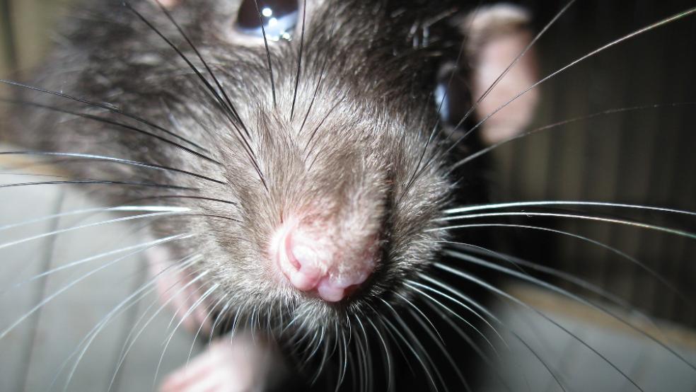 Immer auf der Suche nach Nahrung: Ratten können rund ums Haus zur Plage werden. © Foto: Pixabay