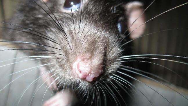 Ratten-Problem am Schulzentrum