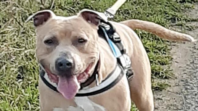 Beide Hunde lieben Menschen