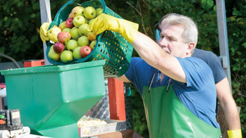 Und hinein in die Saftpresse: Hier legt Ökowerk-Mitarbeiter Iwan Fertich bei einem Früchtefest aus Vor-Corona-Zeiten Hand an. © Foto: Eric Hasseler