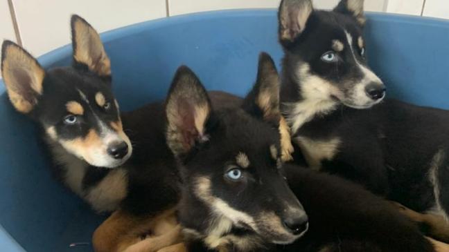 Husky-Mischlinge brauchen Bewegung