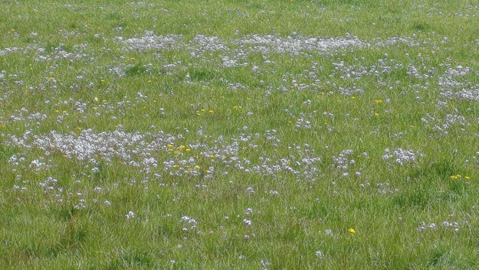 Eine artenreiche Wiese mit Wiesenschaumkraut - früher in Ostfriesland oft zu sehen, mittlerweile sehr selten © Foto: BUND