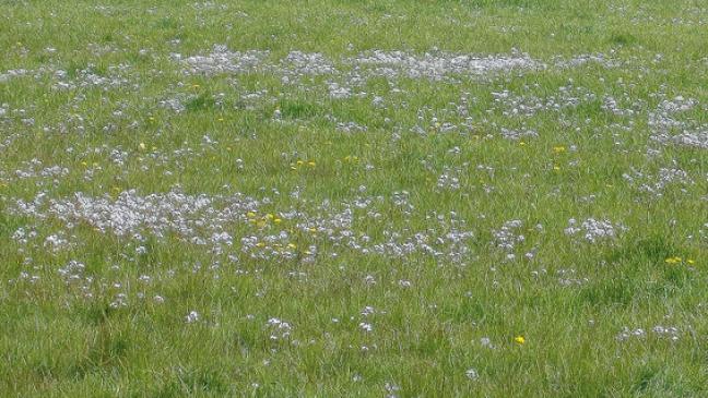 Wichtiger Schritt zu mehr Artenvielfalt