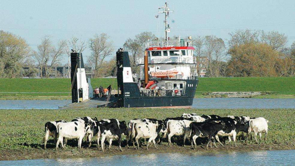 Das Mehrzweckschiff »Leyhörn« legte heute Mittag auf »Bingumer Sand« an, um 20 Rinder des Critzumer Landwirts Peter Hartmann zum Ende der Weidesaison von der Ems-Insel abzuholen. © Foto: Szyska