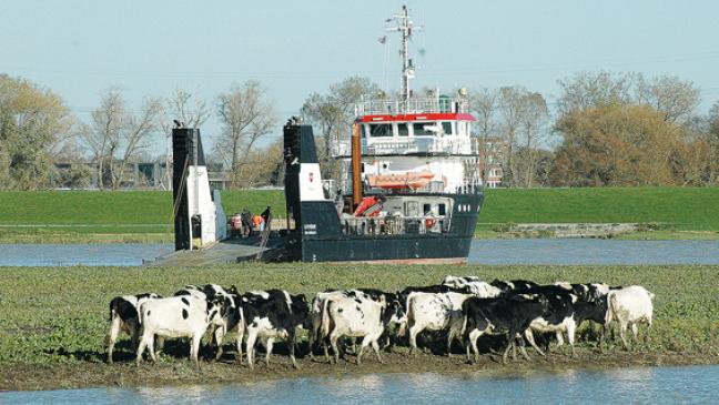 »Vieh-Fähre« für Bingumer Insel-Herde