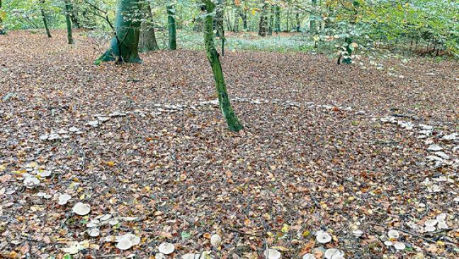 Hexenringe in Holthusen