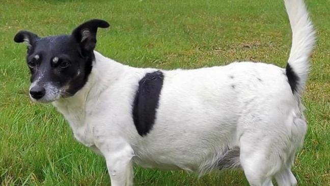 Lucy mag Spaziergänge