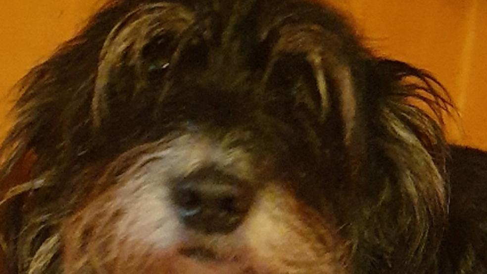 Die Hündin »Kessy« sprang am Dienstag am Tierheim in Stapelmoor aus dem Auto und flüchtete in den Hammrich. Der Tierschutz Rheiderland sucht »Kessy« jetzt. © Foto: privat