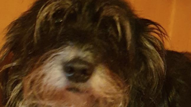 »Kessy« in einem  Graben gefunden