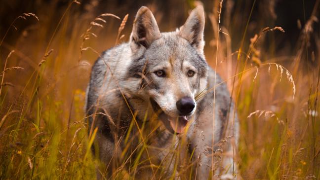 DNA-Probe: Schaf von Wolf gerissen