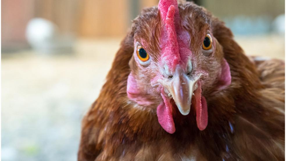 Für Freilandgeflügel wird in Ostfriesland eine Stallpflicht angeordnet, um die Ausbreitung der Geflügelpest zu vermeiden. © Foto: Pixabay