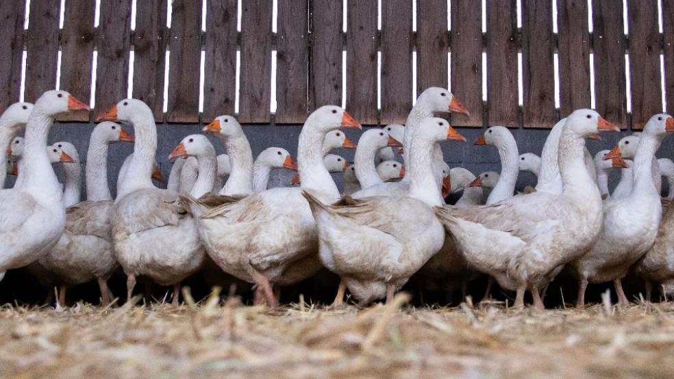 Nach Vogelgrippefällen im Landkreis Leer gilt ab Sonnabend eine Stallpflicht für Geflügel. © Symbolfoto: picture alliance/Christian Charisius