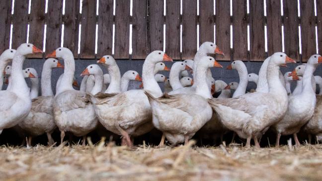 Stallpflicht für Geflügel angeordnet