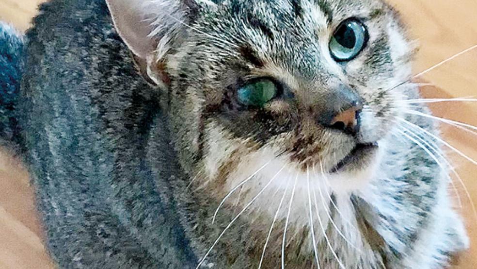 »Lotte« erholt sich gerade von einer Operation an ihrem rechten Auge. Sie soll in liebevolle Hände vermittelt werden. © Foto: Streunerkatzen
