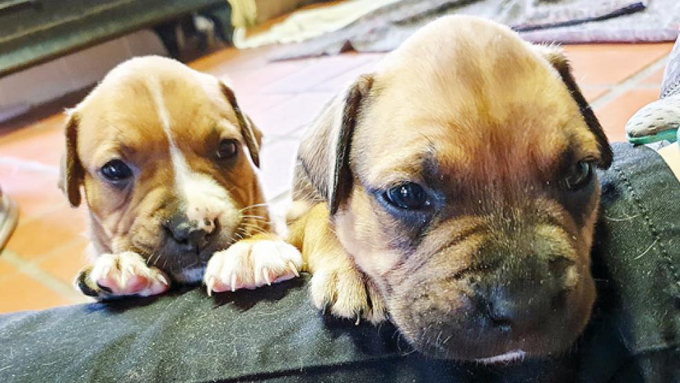 Nicht nur diese beiden Hundewelpen, sondern auch ihre acht Geschwister suchen ein Herrchen oder Frauchen. Ab Januar 2021 will der Tierschutz alle zehn Welpen in liebevolle Hände vermitteln. © Foto: Tierschutz