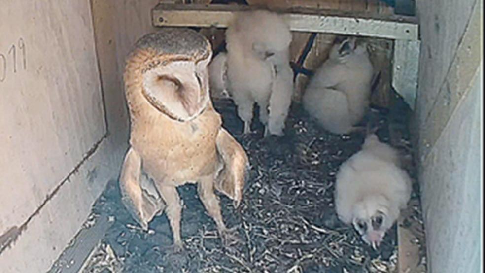 Einblicke in die gute Stube der Wymeester Schleiereulen. Drei Küken sind übrig geblieben und fliegen später auch aus. Auf www.rheiderland.de finden Sie zu diesem Artikel auch ein interessantes Video. © Fotos: Kolthoff