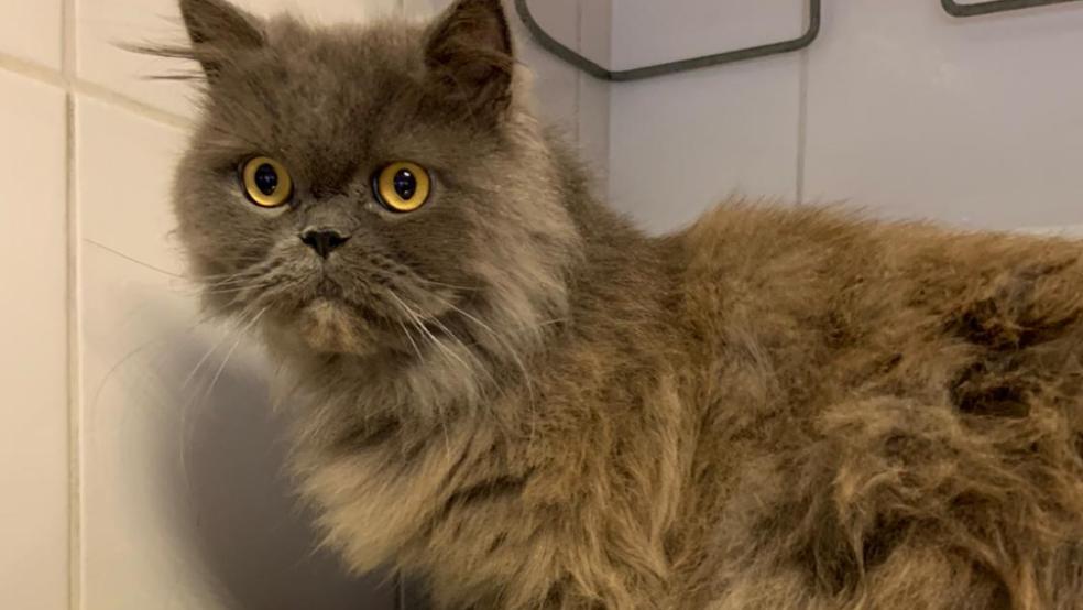  © Foto: Tierschutz Rheiderland