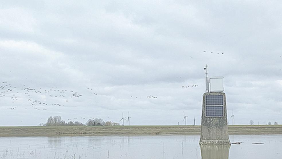 Eine Aufnahme der auf Bingumer Sand installierten Kamera. © Foto: privat