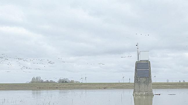 Das Vogelleben auf Bingumer Sand