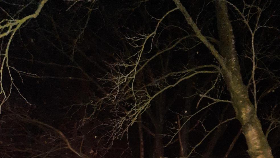 Gestern Abend musste eine Katze aus einem Baum von der Feuerwehr gerettet werden. © Foto: Backer (Feuerwehr)