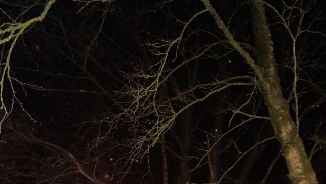 Katze aus Baumkrone gerettet