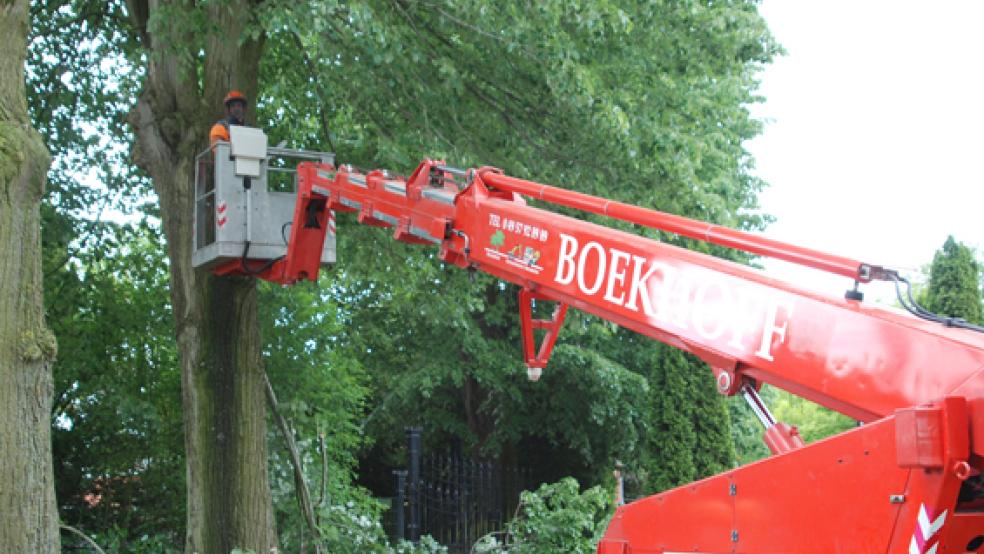 Auch Baumpflege, hier auf dem Neuen Friedhof in Weener, gehört mit zur Erhaltung des Baumbestandes. © Foto: Hoegen