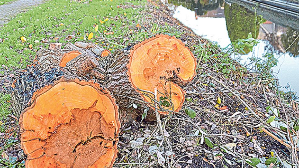 Das Ufer des Suurhuser Tiefs wurde von Bäumen und Gebüsch befreit, damit die Entwässerer mit schweren Maschinen das Tief besser entschlammen können. © Foto: Meyer