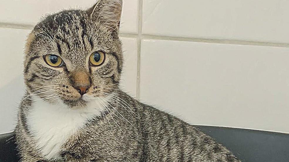 »Mawerick« musste nach einem Unfall das rechte Ohr entfernt werden. Er kommt mit diesem Handicap aber gut klar. © Foto: Tierschutz