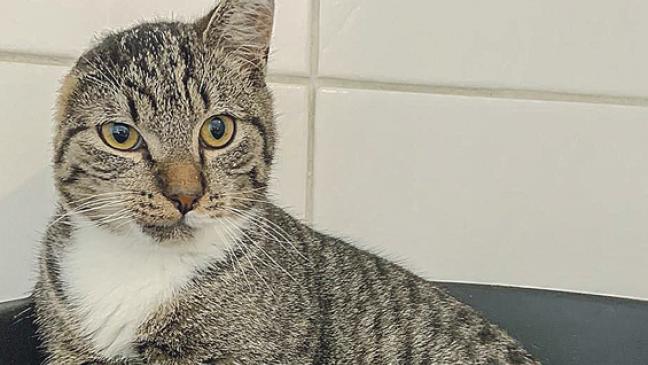 »Mawerick« ist kein Einzelgänger