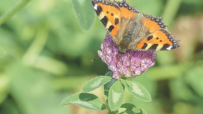 Ein »Vogelakker« voller Rotklee und Blumen