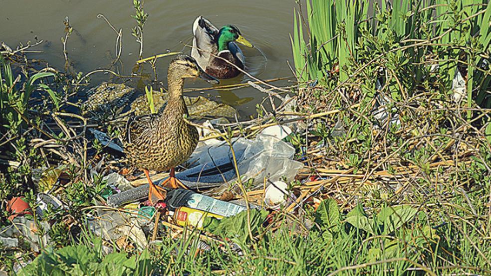 Abfall in der freien Natur ist auch eine Gefahr für Tiere. Dieses Foto mit den Enten entstand im Hafengebiet der Stadt Leer. © Foto: Landkreis Leer