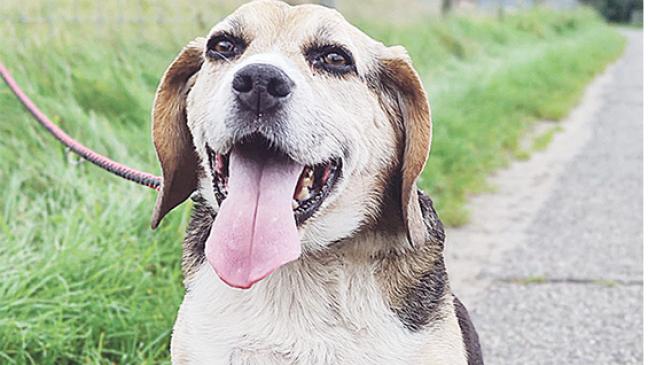 Ein Beagle wie im Buche