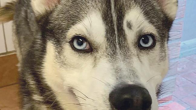 Spice verträgt sich wunderbar mit anderen Hunden