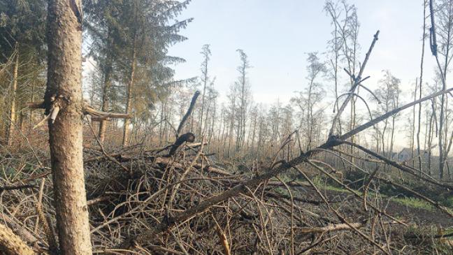 Ausschreibung für Stadtwald-Wiederaufforstung