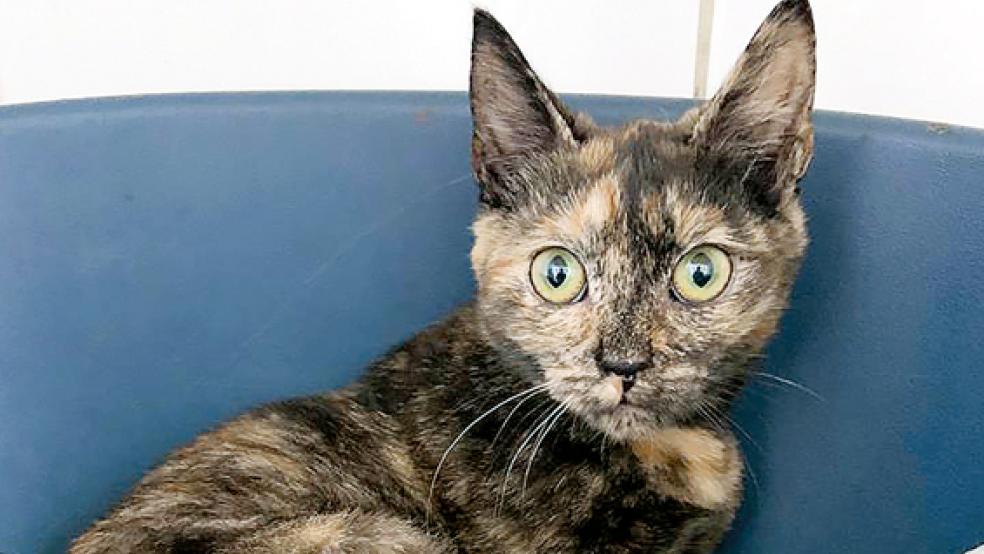 Diese junge Katze mit Namen »Mia« sucht ein neues Zuhause.  © Foto: Tierschutz Rheiderland