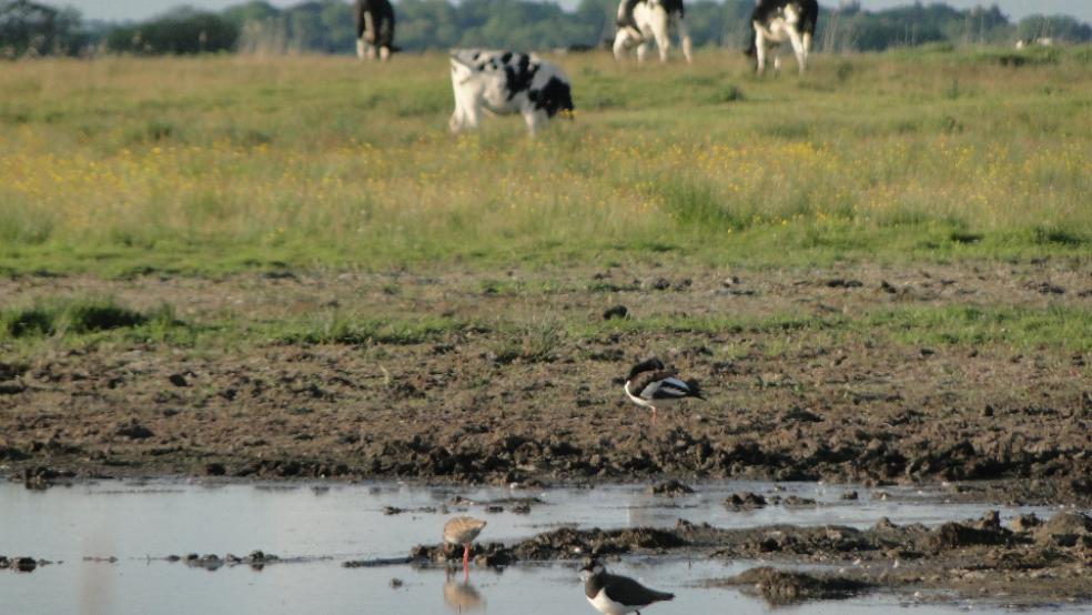 Der Schutz der Wiesenvögel und die Bedürfnisse von Landwirten sollen zum gegenseitigen Nutzen in Einklang gebracht werden. © Foto: Steven (NABU)