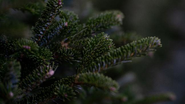 Gut sichtbar am Straßenrand