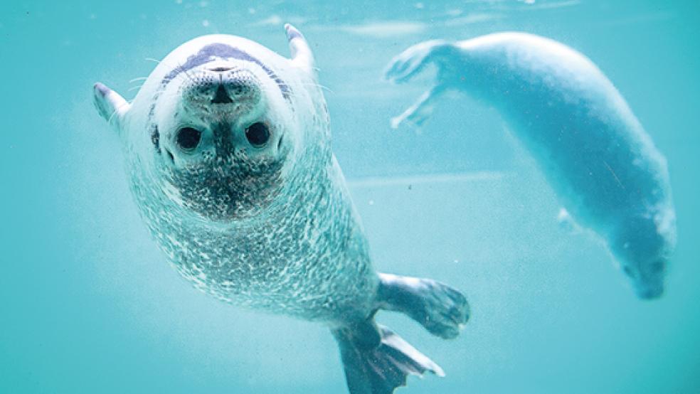 In der Norddeicher Seehundstation sind in der Saison 2020 etwas weniger Heuler aufgezogen worden als im vergangenen Jahr.  © Foto: Schuldt (dpa)