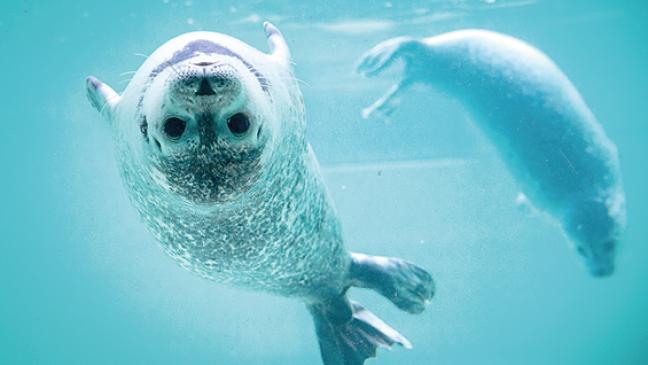 Aufgepäppelt und ausgewildert