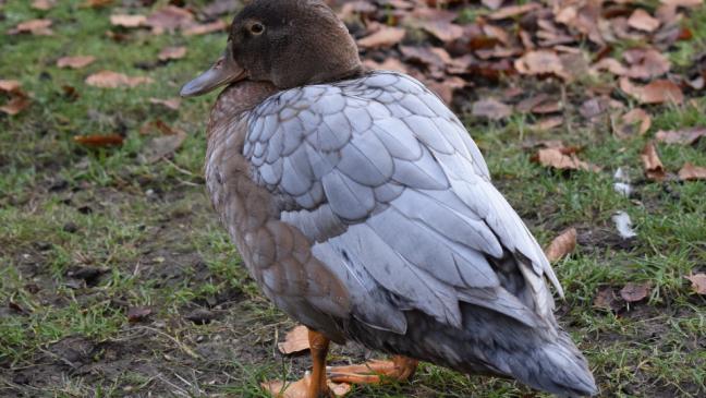 Name für neue  Ente gesucht